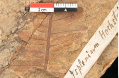 Foto (Detailansicht) von Asplenium hochstetteri Unger (NHMW-GEO-2024-0188-10334)